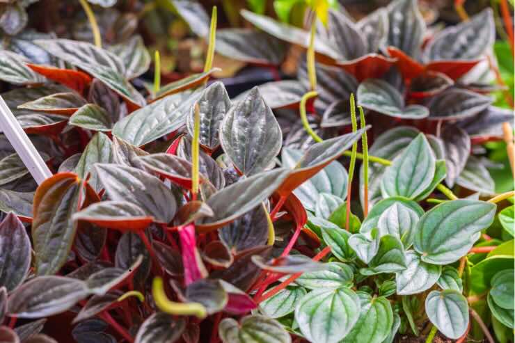 pianta peperomia con foglie verdi e rosse