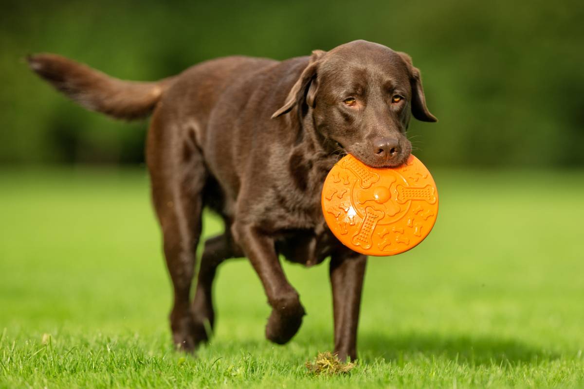 Labrador con in bocca un frisbee