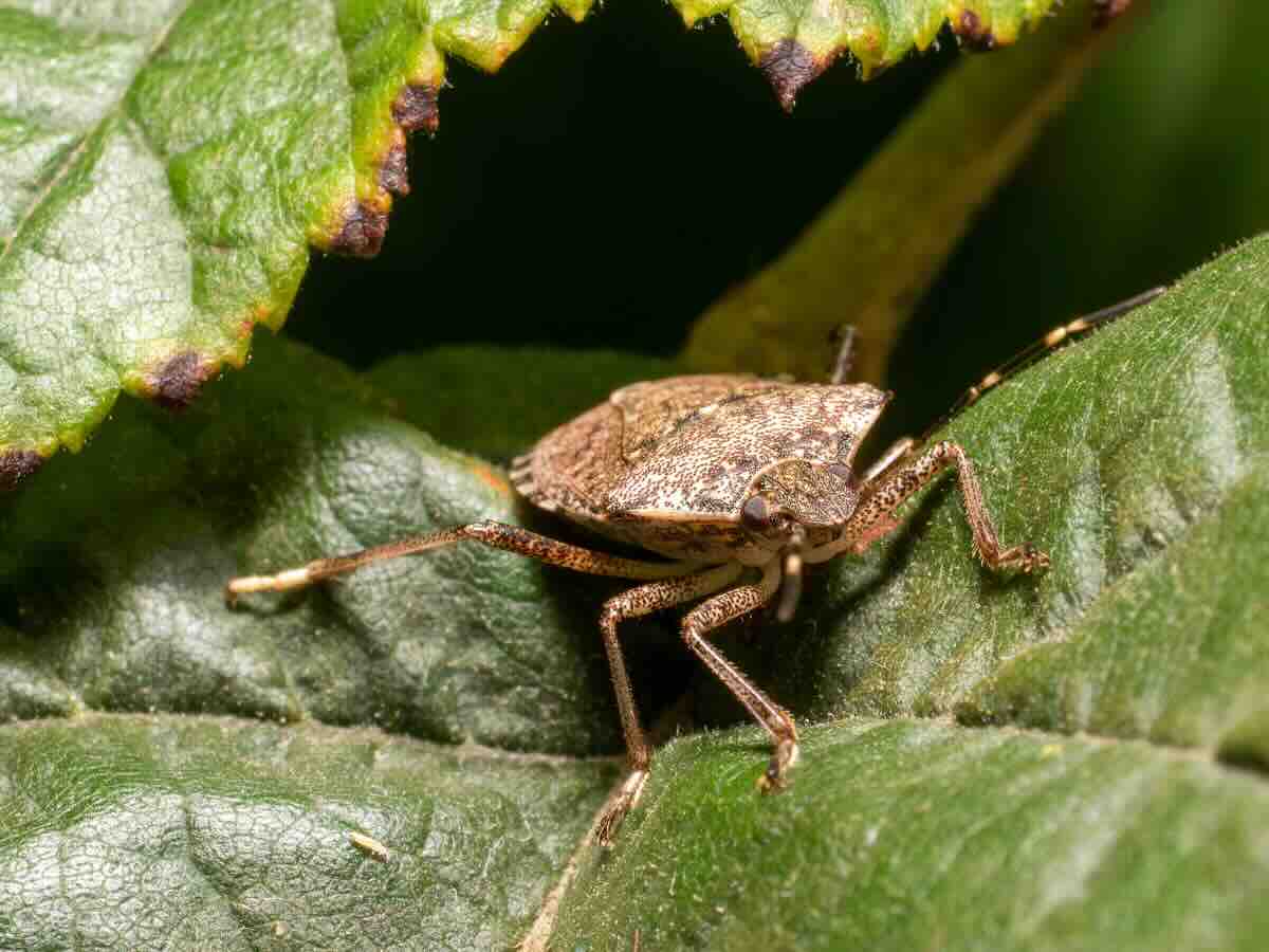 cimice su foglie verdi