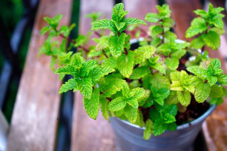 pianta rigogliosa di menta